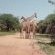 Twalumba Marloth - 156199