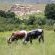 Thaba Thabo Nature Reserve - 157397