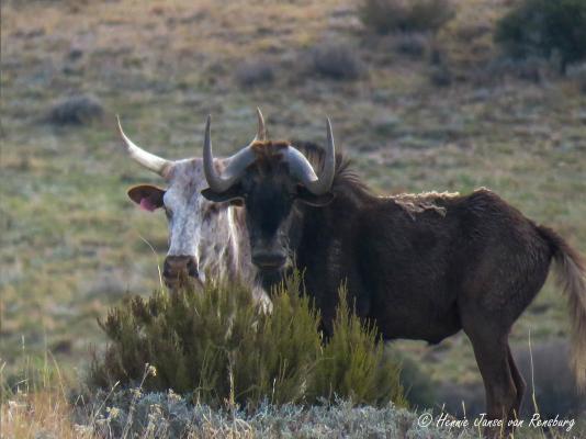 Thaba Thabo Nature Reserve - 157401