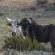 Thaba Thabo Nature Reserve - 157401