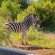 Bakubung Bush Lodge - 157510