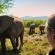 Bakubung Bush Lodge - 157514