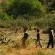 Bakubung Bush Lodge - 157518