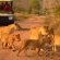 Hoyo Hoyo Safari Lodge - 157806