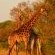 Hoyo Hoyo Safari Lodge - 157807