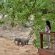 Hamiltons Tented Camp - 157901