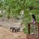 Hamiltons Tented Camp - 157901
