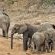 Hamiltons Tented Camp - 157903