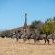 Mabula Private Game Reserve - 157993