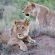 Imbali Safari Lodge - 158033