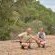 Imbali Safari Lodge - 158047