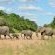 Imbali Safari Lodge - 158054