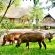 Victoria Falls Safari Club - 158232
