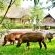 Victoria Falls Safari Club - 158232