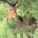 Lukimbi Safari Lodge - 158328