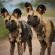 Lukimbi Safari Lodge - 158332