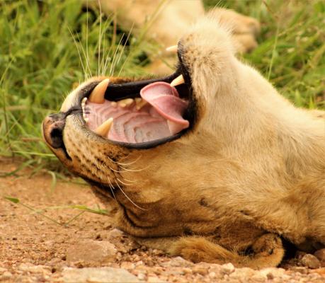 Lukimbi Safari Lodge - 158333