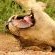 Lukimbi Safari Lodge - 158333