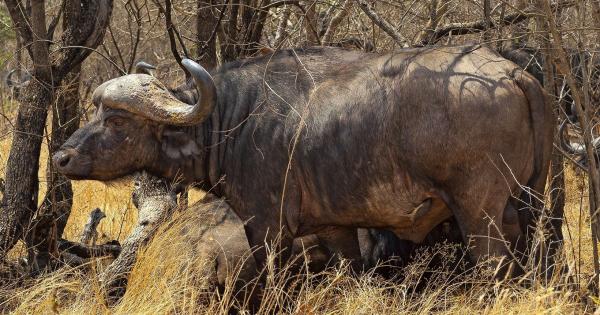 Lukimbi Safari Lodge - 158335