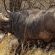 Lukimbi Safari Lodge - 158335