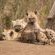 Lukimbi Safari Lodge - 158336