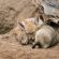 Lukimbi Safari Lodge - 158342