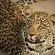 Lukimbi Safari Lodge - 158350