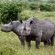 Lukimbi Safari Lodge - 158353