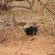 Lukimbi Safari Lodge - 158354