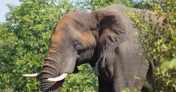 Lukimbi Safari Lodge - 158357