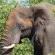 Lukimbi Safari Lodge - 158357