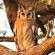 Lukimbi Safari Lodge - 158360