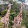 Idube Game Reserve - 158370