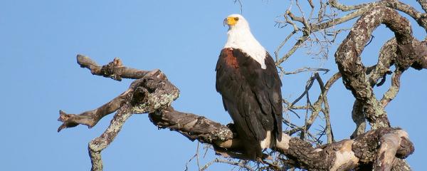 Idube Game Reserve - 158371