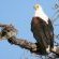 Idube Game Reserve - 158371