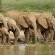 Idube Game Reserve - 158378