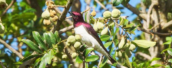 Idube Game Reserve - 158380