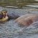 Idube Game Reserve - 158382