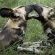 Idube Game Reserve - 158386