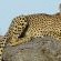 Idube Game Reserve - 158389