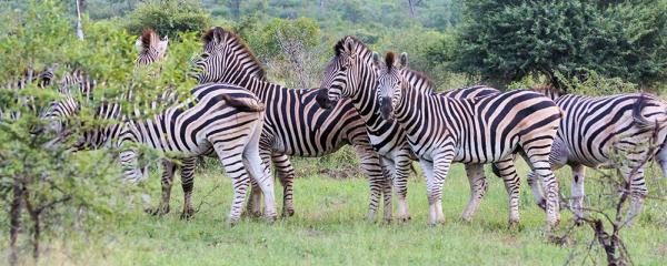 Idube Game Reserve - 158392