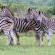 Idube Game Reserve - 158392