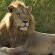 Idube Game Reserve - 158395
