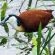 Idube Game Reserve - 158396