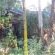 Woodlands and shrubbery between all cottages