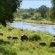 Narina Lodge - Lion Sands Game Reserve - 161484