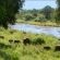 Narina Lodge - Lion Sands Game Reserve - 161484
