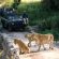 Narina Lodge - Lion Sands Game Reserve - 161491