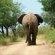 Go Interact With Elephants