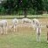 Ambers & Grace Guest Farm - 162153